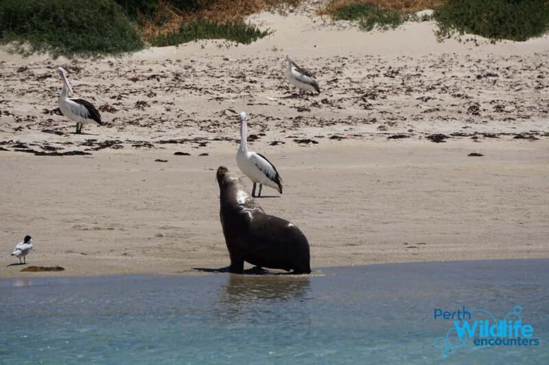 Perth: Dolphin, Sealion & Wildlife Cruise with Lunch - The Sum Up