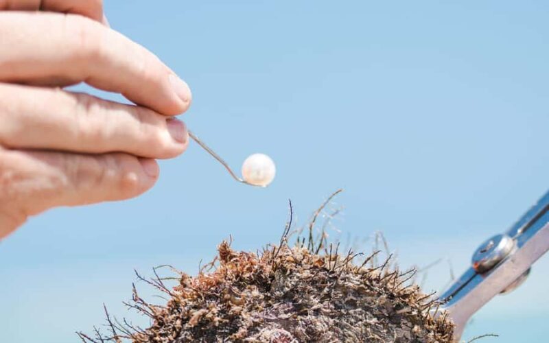 Perth: Harvest Your Own Pearl Experience - The Showroom and Jewelry Making