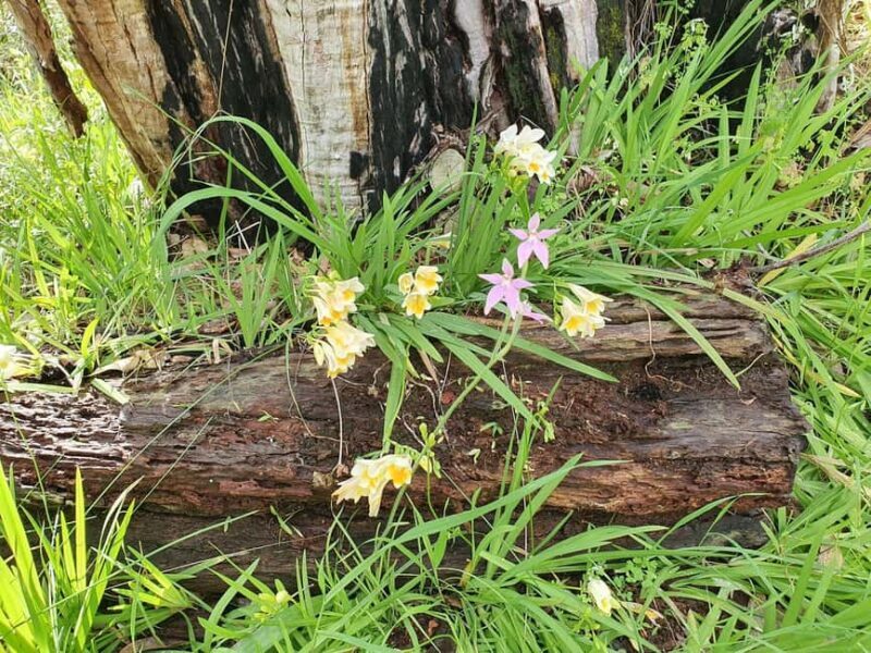 Perth: Kings Park Wildflower Festival Guided Bike Tour - Why This Tour Stands Out