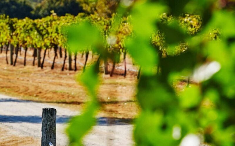 Perth: Pinnacles and Swan Valley Wine Day Tour with Lunch - Authentic Experiences from Review Insights