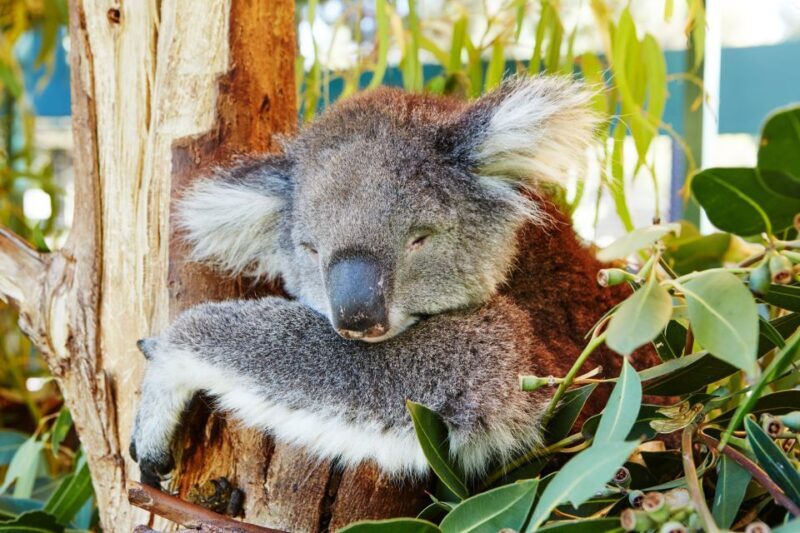 Perth: Pinnacles Desert Bush Walk Guided Tour with Lunch - FAQ