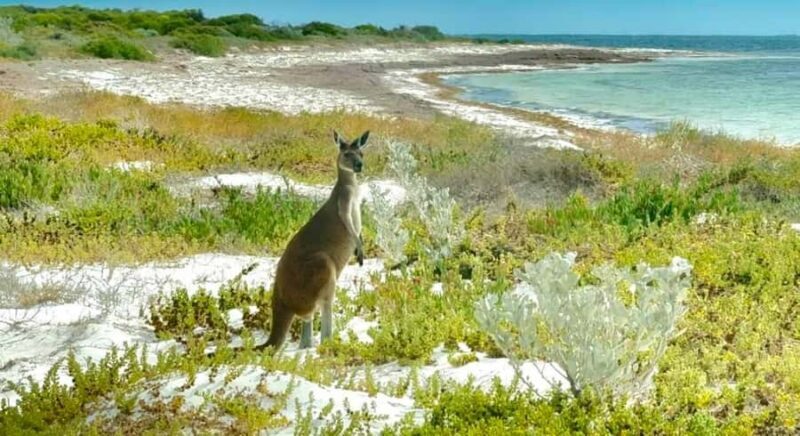 Perth: Pinnacles Stargazing, Sandboarding & Beach Kangaroos - An All-in-One Western Australia Day Trip