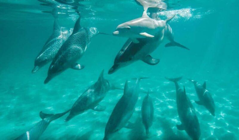 Perth: Swim with Wild Dolphins Tour - An In-Depth Look at the Perth Dolphin Tour