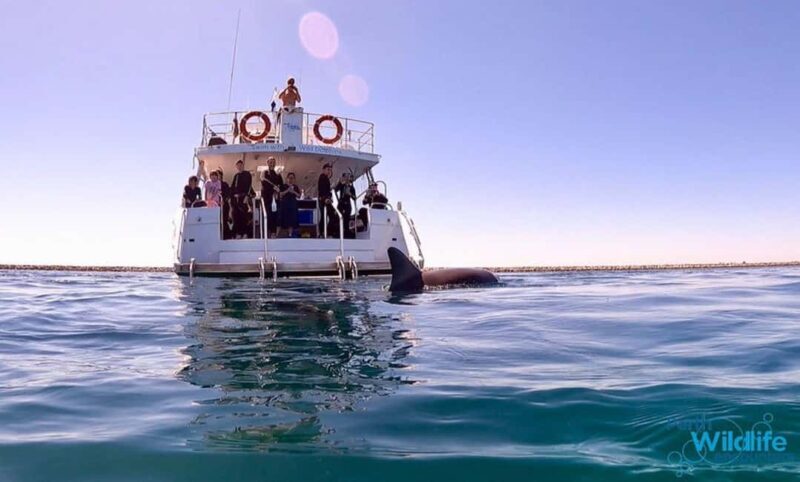 Perth: Swim with Wild Dolphins Tour - The Review From the Travelers