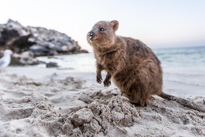 Perth to Rottnest Island Roundtrip Ferry Ticket - An In-Depth Look at the Perth to Rottnest Island Ferry Tour