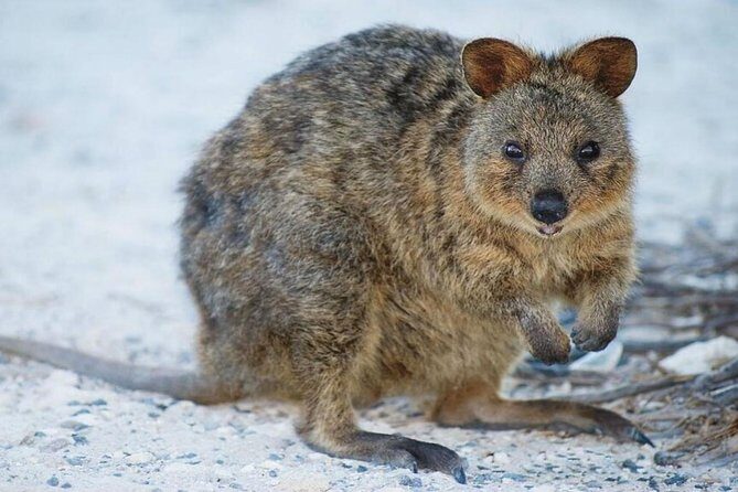 Perth to Rottnest Island Roundtrip Ferry Ticket - FAQs