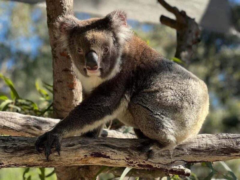 Perth: WA Wildlife Hospital and Native Fauna Encounter Tour - FAQ