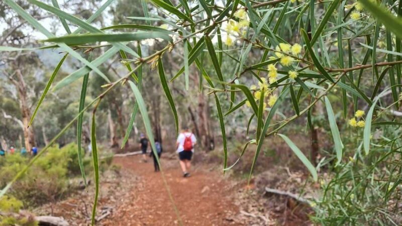 Perth: Waterfalls, Wildflowers & Wandoo Hiking Experience - Key Points