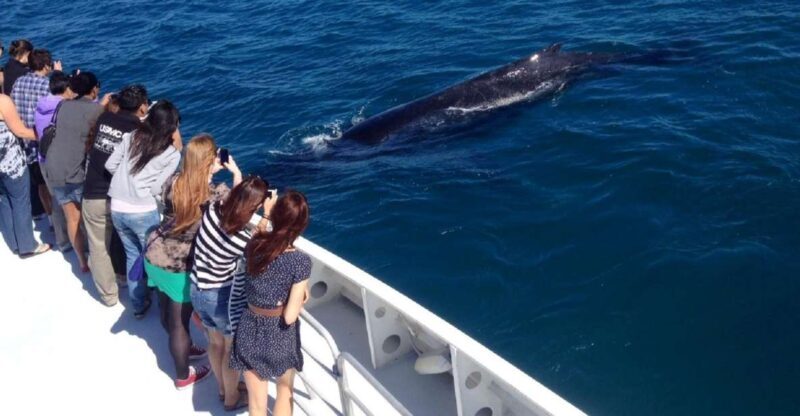 Perth: Whale Watching Cruise from Hillarys Boat Harbour - Key Points  