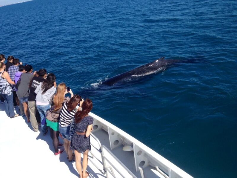 Perth: Whale Watching Cruise from Hillarys Boat Harbour - An In-Depth Look at the Whale Watching Experience in Hillarys  