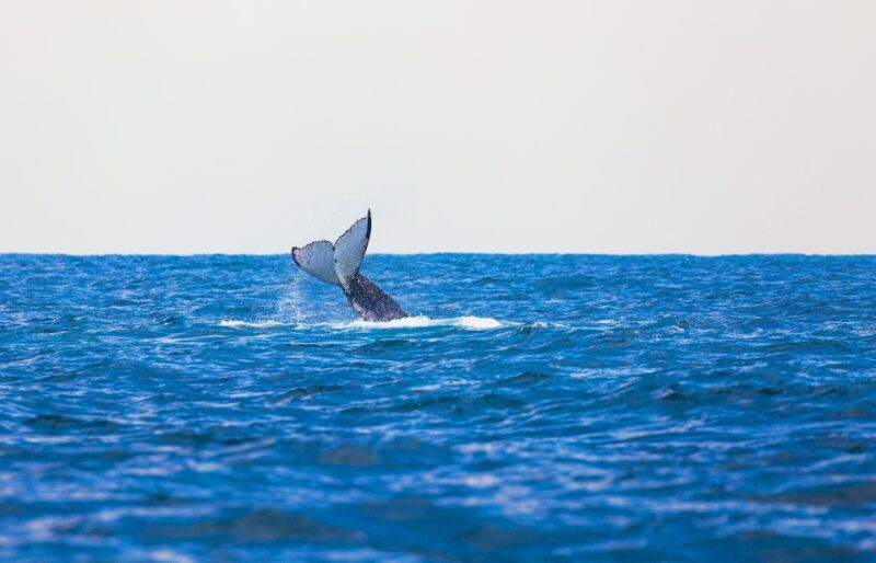 Perth: Whale Watching Cruise from Hillarys Boat Harbour - Practical Tips for Your Whale Watching Trip  