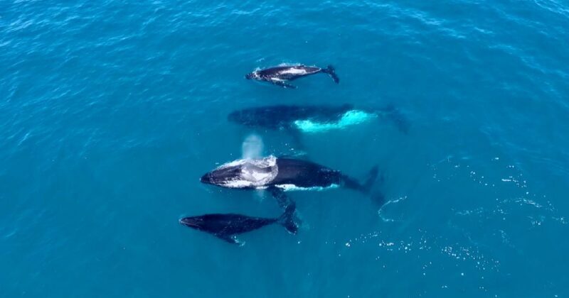 Perth: Whale Watching Cruise from Hillarys Boat Harbour - FAQ  