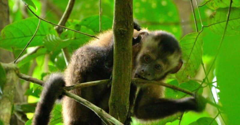 peruvian-jungle-manu-park-four-days-three-nights