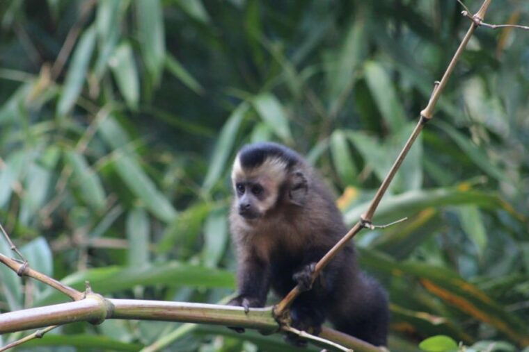 peruvian-jungle-manu-park-four-days-three-nights