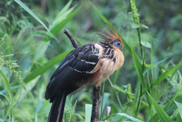 peruvian-jungle-manu-park-four-days-three-nights