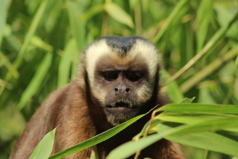 peruvian-jungle-manu-park-four-days-three-nights