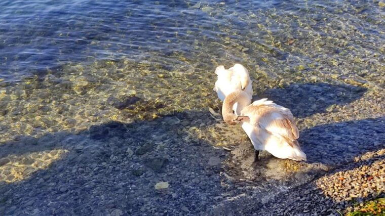 peschiera-maraglio-private-guided-walking-tour