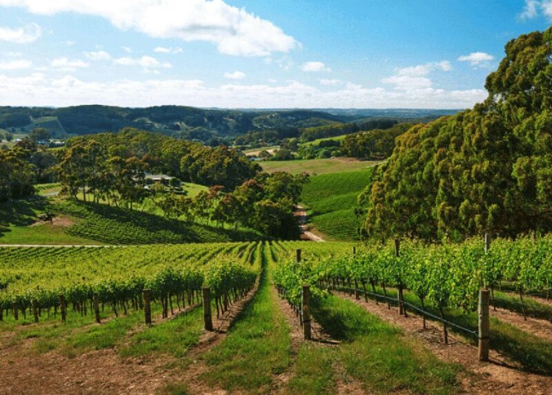 Petaluma: Effervescence - A Sparkling Experience - The Sum Up