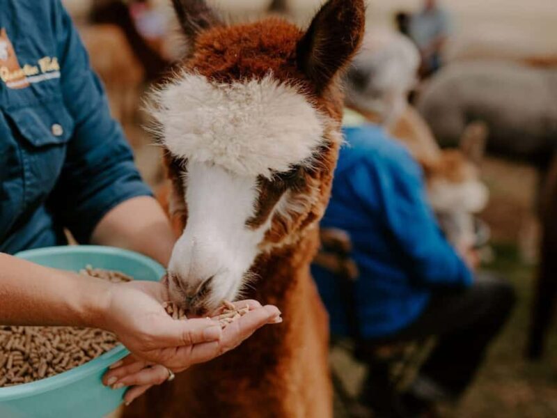 Peterborough: Alpaca Meet and Greet Experience - Key Points