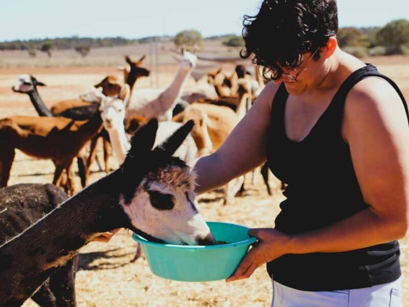 Peterborough: Alpaca Meet and Greet Experience - The Practical Details
