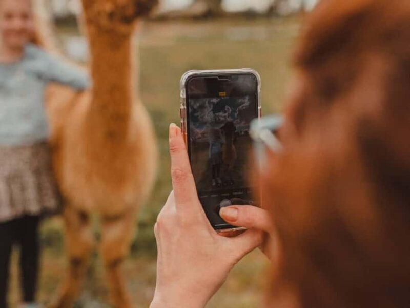 Peterborough: Alpaca Meet and Greet Experience - Final Thoughts