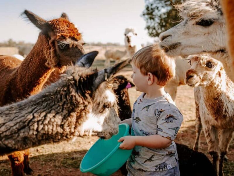 Peterborough: Alpaca Meet and Greet Experience - FAQ