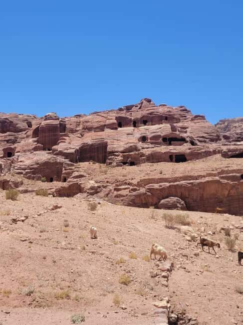 Petra : 3-Hour Private Guided Petra tour with hotel pick up. - An In-Depth Look at the 3-Hour Private Petra Tour from Amman