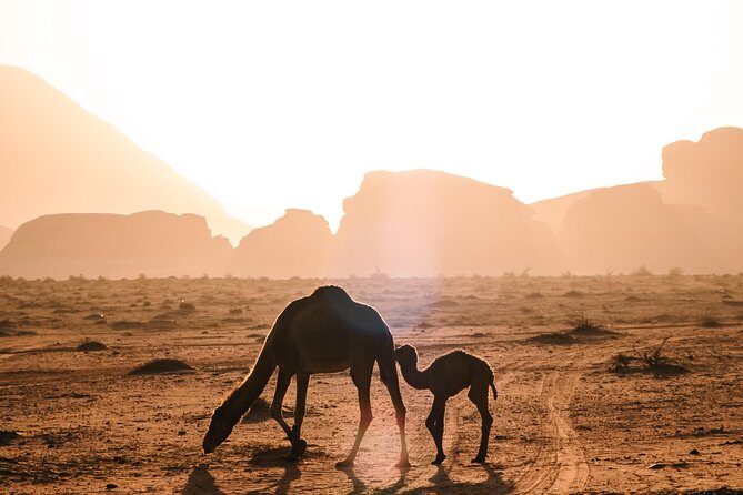 Petra and Wadi Rum Day Excursion with Hotel Collection - An In-Depth Look at the Itinerary