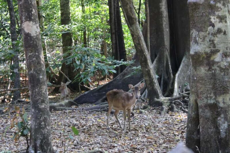 Peucang Island: 3-Day Ujung Kulon National Park EcoTour - Key Points