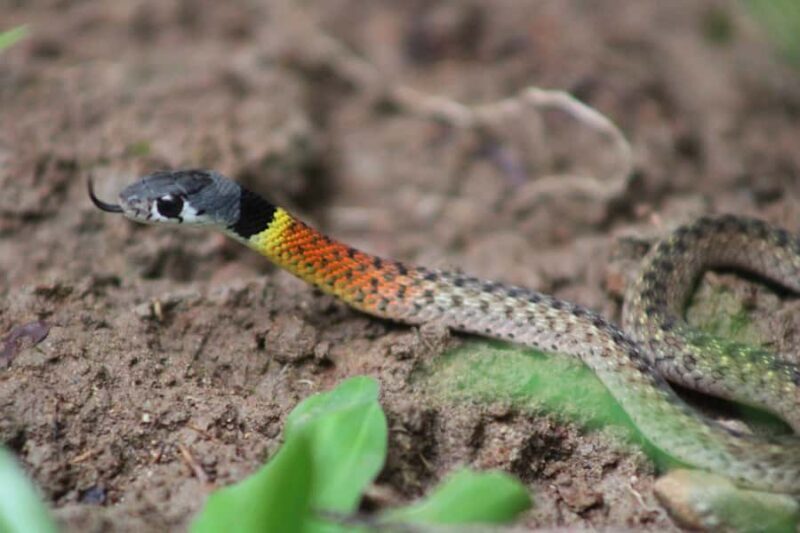 Peucang Island: 3-Day Ujung Kulon National Park EcoTour - Pricing & Value