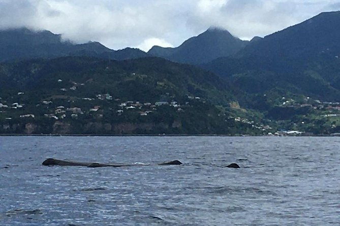 ph-whale-watch-dolphin-cruise-in-dominica