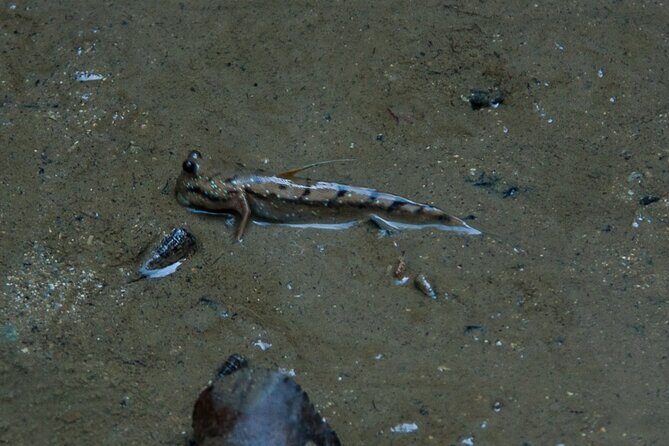 Phang Nga Bay Island Boat Tour By Speedboat By Phuket Sail Tours - What Travelers Love Most