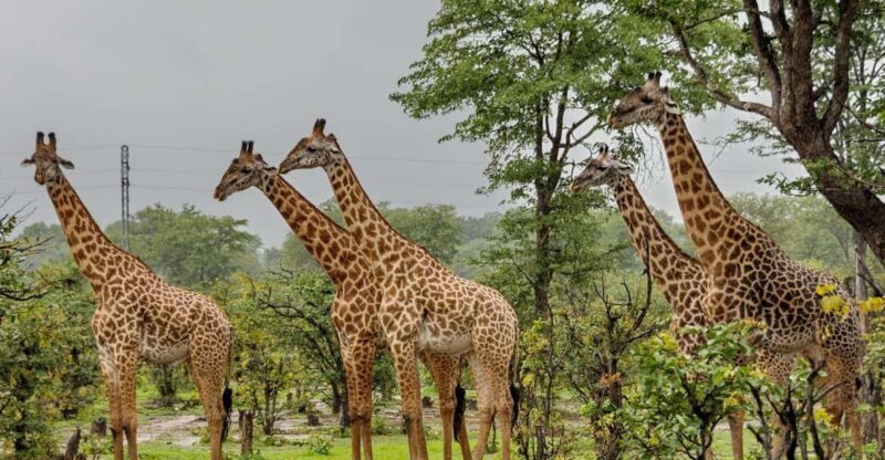 Phezulu 1/2 Day Tour From Durban - Introduction