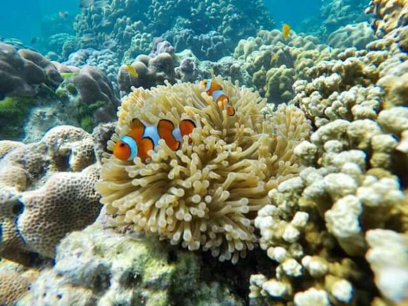 phi-phi-4hrs-bamboo-phi-phi-tour-by-private-longtail-boat