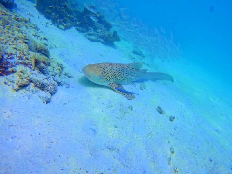 Phi Phi & Bamboo Islands: Premium Day Trip w/ Seaview Lunch - Key Points