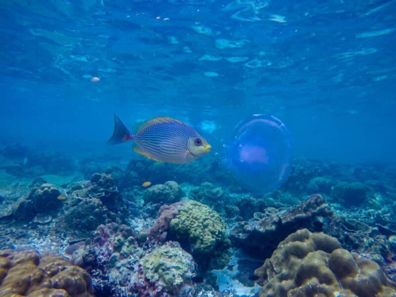 Phi Phi & Bamboo Islands: Premium Day Trip w/ Seaview Lunch - Transportation and Group Size: Why It Matters