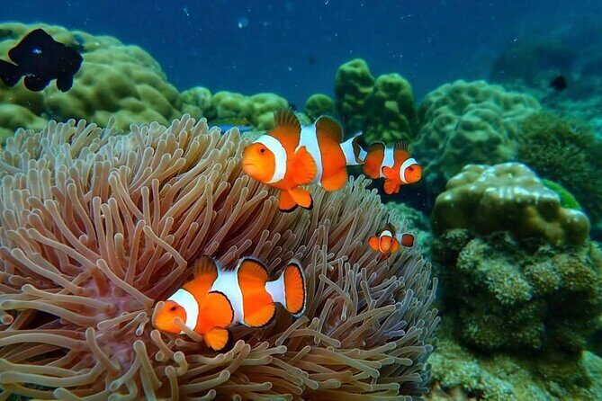 Phi Phi & Bamboo Islands Snorkeling Tour w/ Fins by Speedboat - Final Thoughts: Does It Live Up to the Hype?