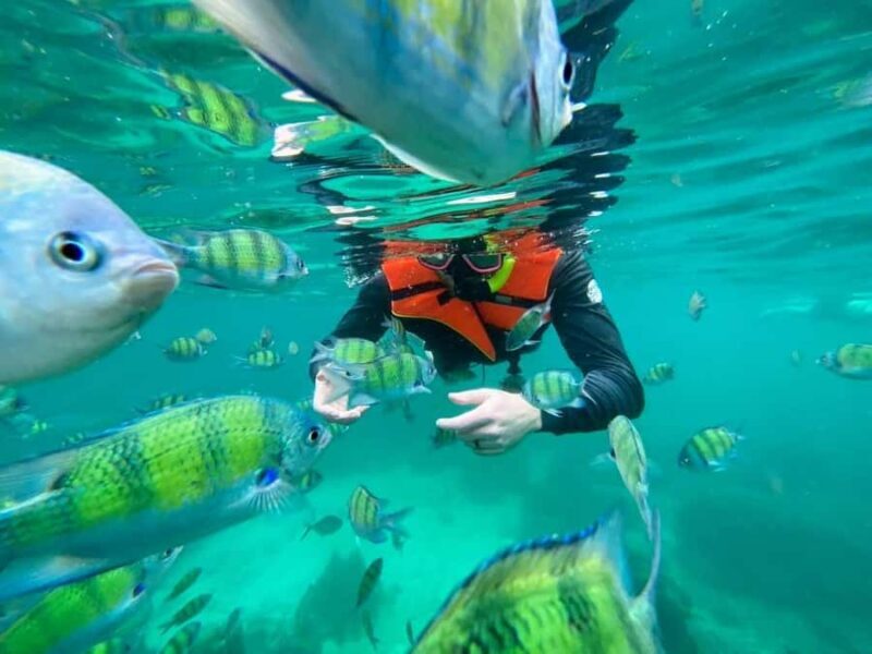 Phi Phi Don: Cove Collector's Private Half-Day Island Escape - Key Points