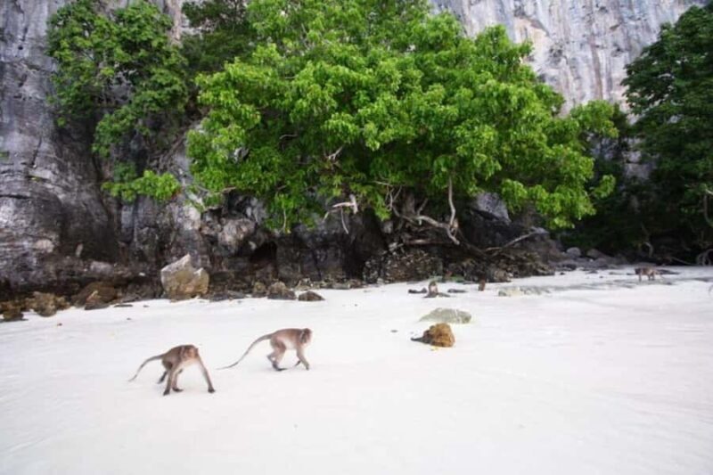 Phi Phi Don: Sunset and Plankton Snorkeling by Speedboat - Who Should Consider This Tour?