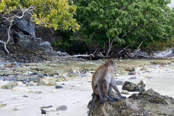 Phi Phi Khai Island Tour By Speed Boat - Who Is This Tour Best For?