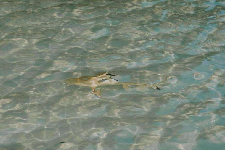 phi-phi-longtail-boat-full-day-tour-with-sunset