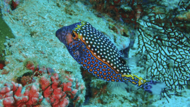 phi-phi-scuba-diving-with-portuguese-speaking-instructor