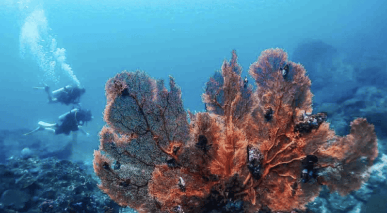 phi-phi-scuba-diving-with-portuguese-speaking-instructor