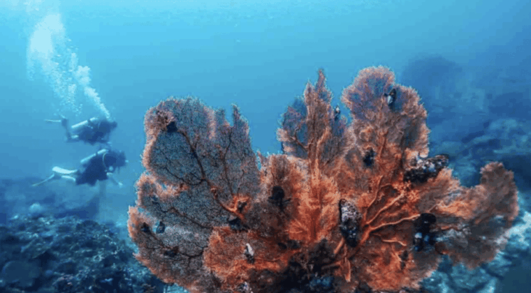 phi-phi-scuba-diving-with-portuguese-speaking-instructor