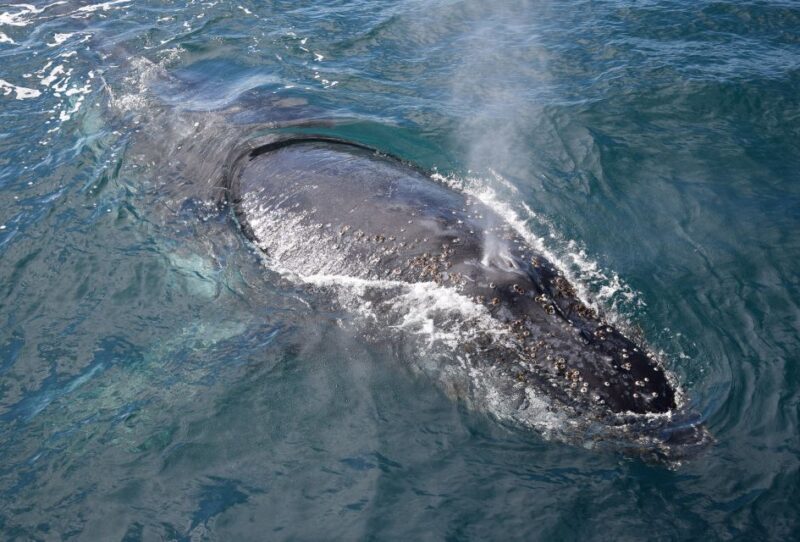 Philip Island: Dolphin and Whale Cruise - Key Points