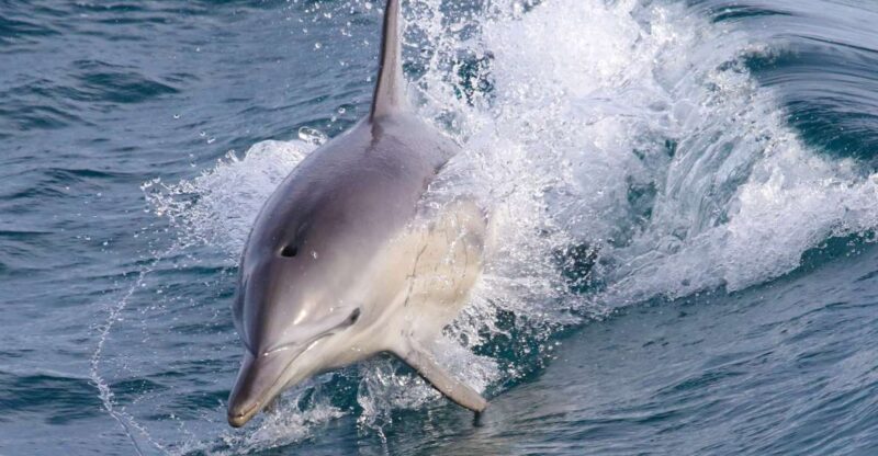 Philip Island: Dolphin and Whale Cruise - What to Expect on the Dolphin and Whale Cruise