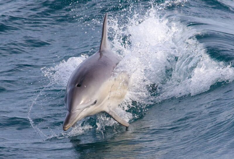 Philip Island: Dolphin and Whale Cruise - Food and Drink Onboard