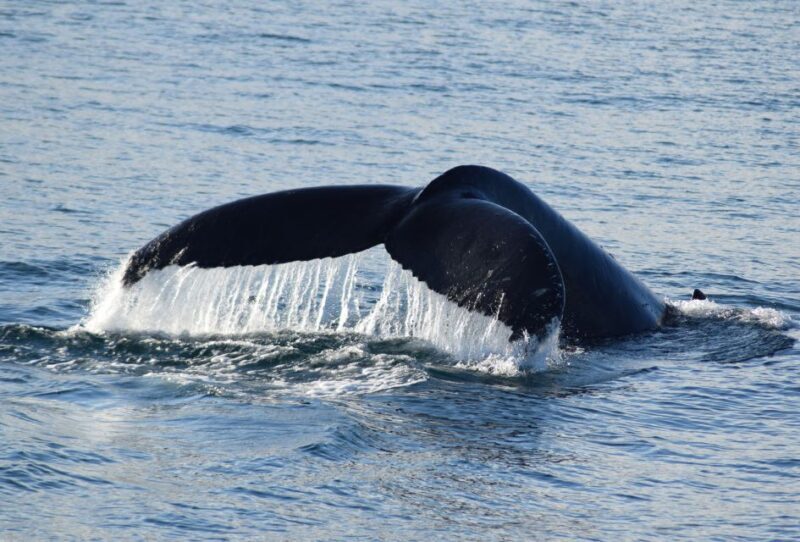 Philip Island: Dolphin and Whale Cruise - Practical Details