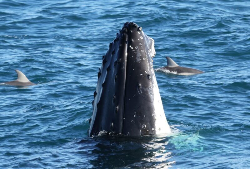Philip Island: Dolphin and Whale Cruise - Who Will Love This Tour?