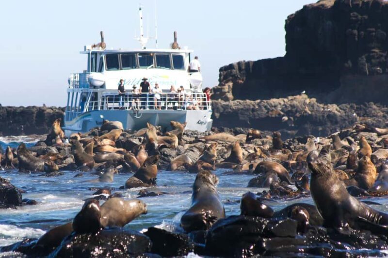 Philip Island: Seal Watching Cruise - What Could Be Improved?